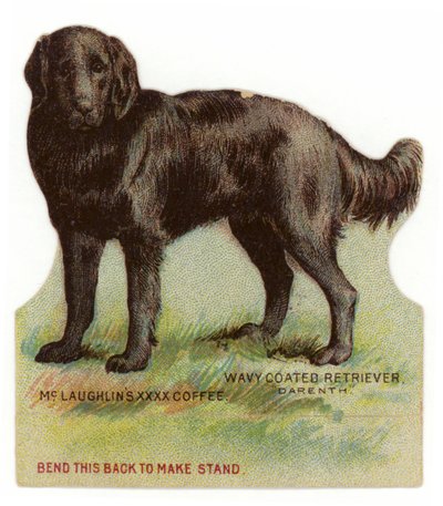 Retriever nero a pelo ondulato da American School