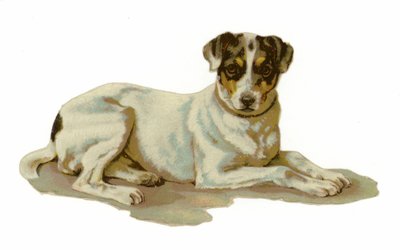 Cane giovane sdraiato da American School