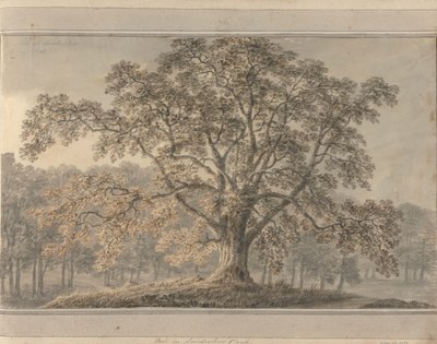 Vedute in Inghilterra, Scozia e Galles: Frassino nel Parco di Londesbro, maggio 1800 da Amos Green
