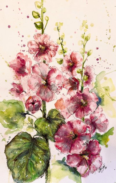 Malvarose rosa vivaci da Anda Bieza