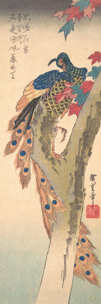 Un pavone appollaiato su un acero da Ando Hiroshige