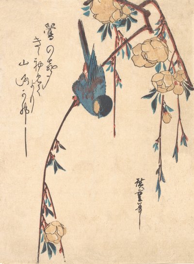 Ciliegio piangente da Ando Hiroshige