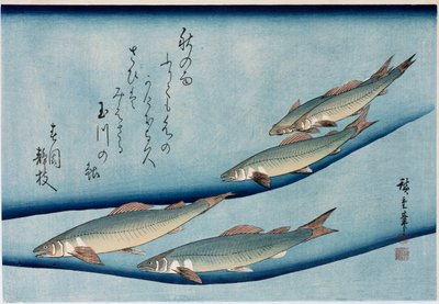 Trota di fiume, dalla serie Collezione di pesci da Ando or Utagawa Hiroshige
