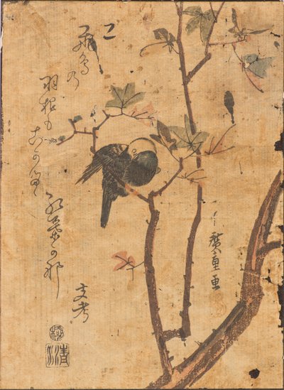 Studio di un uccello addormentato su un ramo da Ando or Utagawa Hiroshige