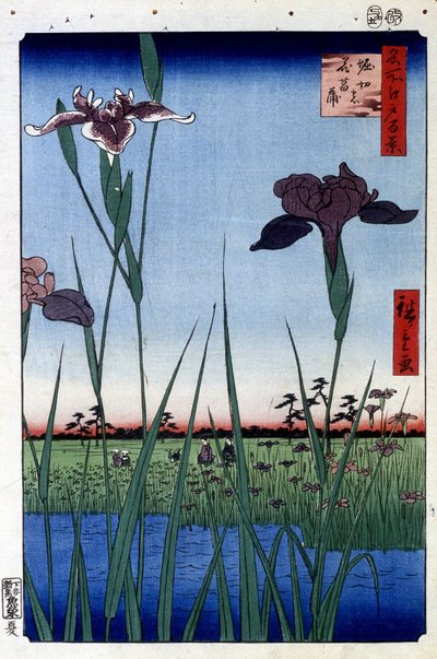 Iris d