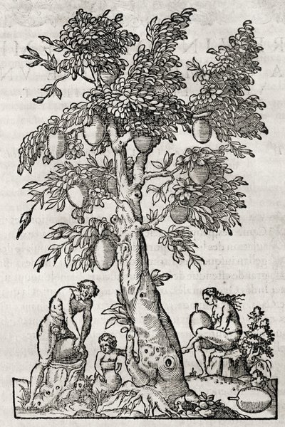 Albero del pane, incisione di Andre Thevet da Andre Thevet