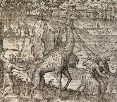 Giraffa, incisione da Cosmographie Universelle da Andre Thevet