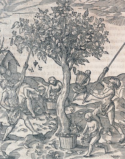 Raccolta del pepe sull