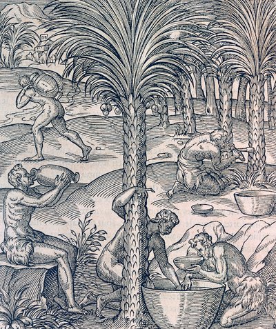 Abitanti di Capo Verde che preparano bevande dalle palme, incisione da Universal Cosmology da Andre Thevet