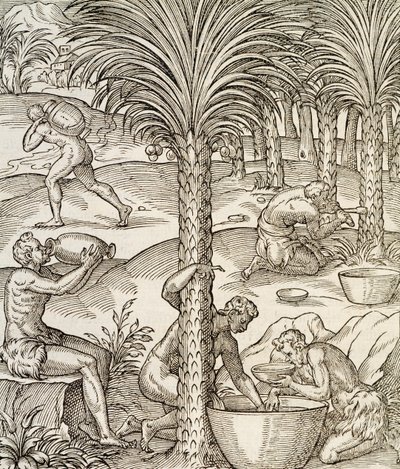 Abitanti di Capo Verde che preparano bevande dalle palme, incisione da Universal Cosmology da Andre Thevet