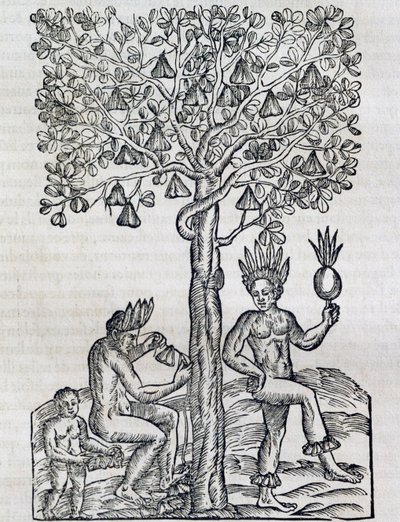 Nana fruit, pianta medicinale tropicale da Andre Thevet