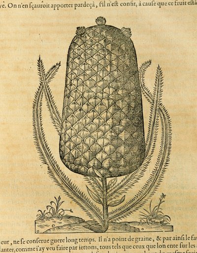 Ananas (Ananas comosus), incisione di Andre Thevet da Andre Thevet