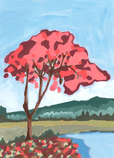 Acacia, 2024 da Andrea Mejia