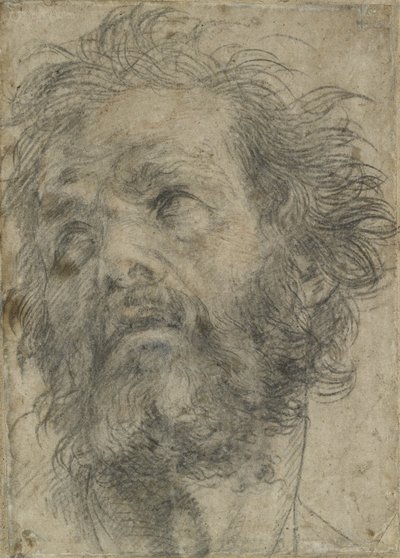 Testa di un uomo da Andrea del Sarto
