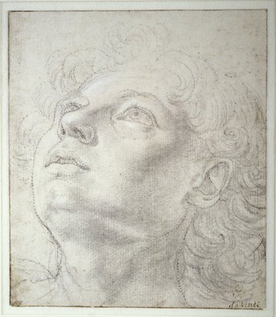 Testa d