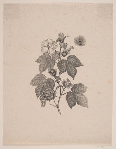 Pianta di cotone da Andreas Flinch