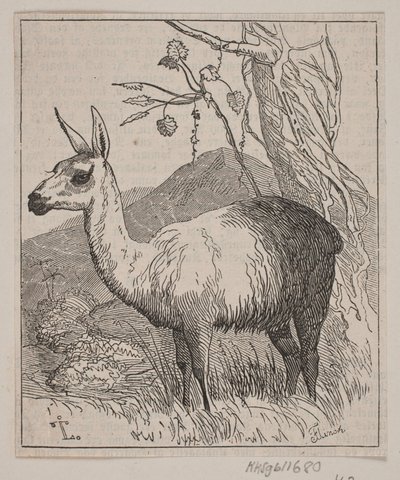Un lama da Andreas Flinch