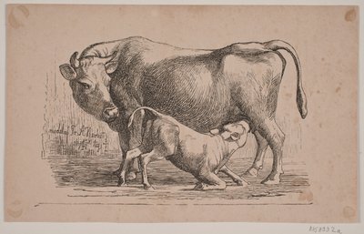 La mucca e il vitello da Andreas Flinch
