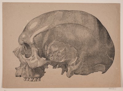 Cranio da Andreas Flinch