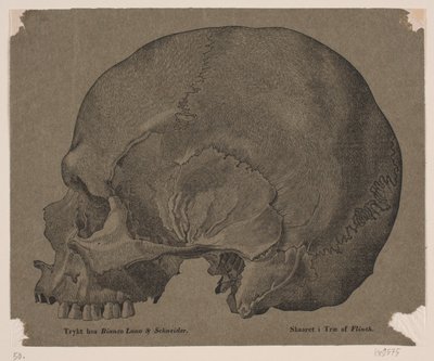 Cranio da Andreas Flinch