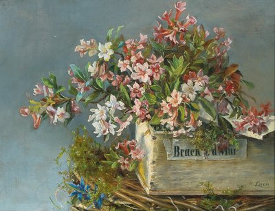 Rose alpine in una cassetta da finestra da Andreas Lach