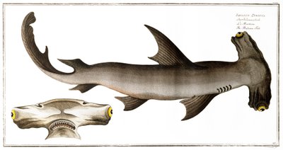 Squalo martello (pesce bilancia), pubblicato da Black, c.1790 da Andreas Ludwig Kruger
