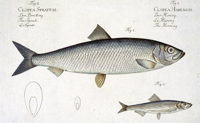 Aringa (Clupea Harengus) e Spratto (Clupea Sprattus) tavola XXIX da 