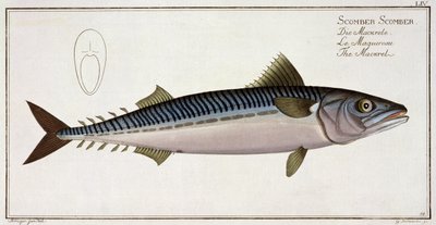 Sgombro (Scomber Scomber) tavola LIV da 