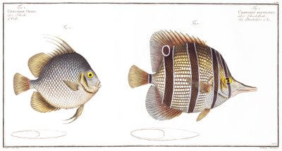 Pesce orb e pesce con becco, pubblicato da Black, c.1790 da Andreas Ludwig Kruger