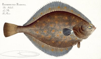 Platessa (Pleuronectes Platessa) tavola XLII da 