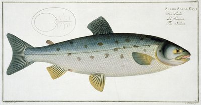 Salmone (Salmo Salar) tavola XX da 