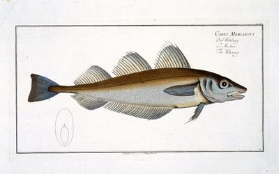 Merlano (Gadus Merlangus) tavola LXV da 