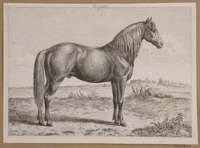 Rolf. Un cavallo nel campo da Andreas Peter Madsen