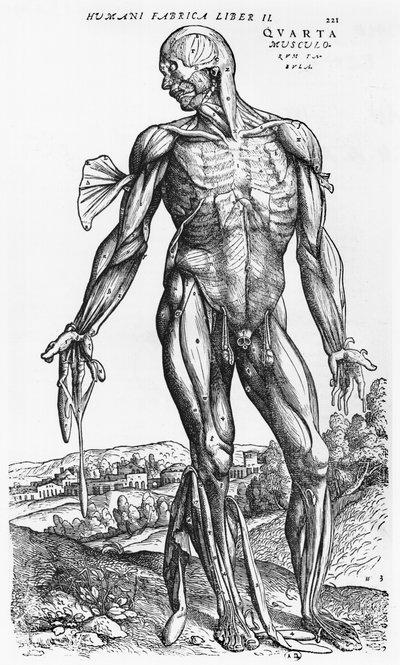 Studio anatomico, illustrazione da 