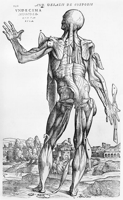 Studio anatomico, illustrazione da 