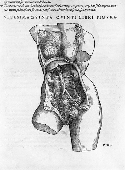 Tavola anatomica di un busto femminile. Incisione in 