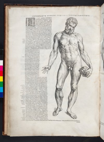Ercole, illustrazione da 