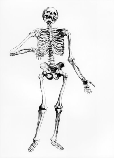 Scheletro umano da Andreas Vesalius