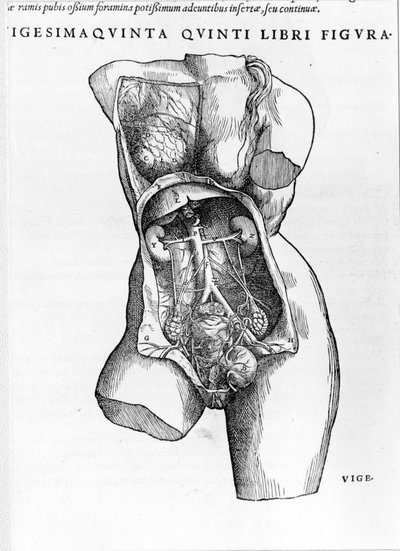 Tavola tratta dal trattato "De Humani Corporis Fabrica libri septem" di André Vésale (1514-1564), anatomista olandese. Basilea 1543 da Andreas Vesalius