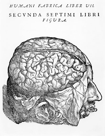 Il cervello, illustrazione da 