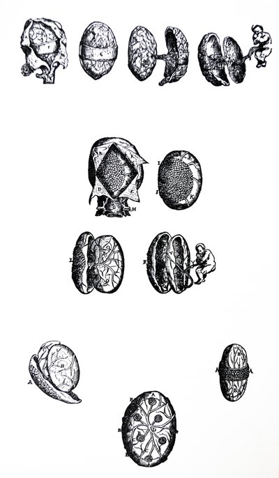 Le tavole del quinto libro del De Humani Corporis Fabrica da Andreas Vesalius