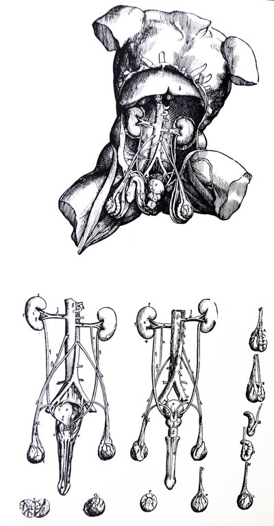 Le tavole del quinto libro del De Humani Corporis Fabrica da Andreas Vesalius