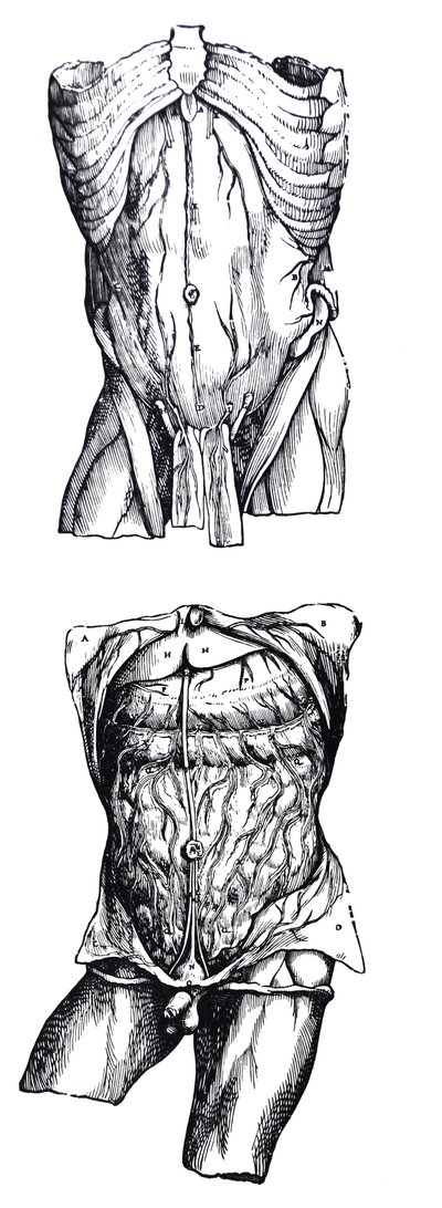 Le tavole dal quinto libro del De Humani Corporis Fabrica da Andreas Vesalius