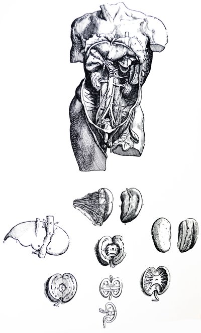 Le Tavole dal Quinto Libro del De Humani Corporis Fabrica da Andreas Vesalius