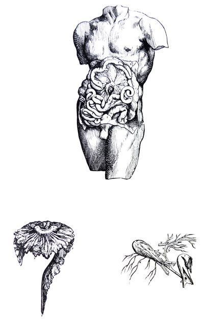 Le tavole del quinto libro del De Humani Corporis Fabrica da Andreas Vesalius