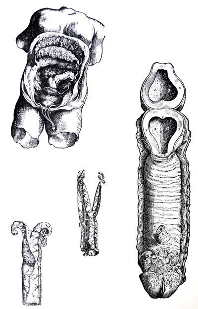 Le tavole dal quinto libro del De Humani Corporis Fabrica da Andreas Vesalius