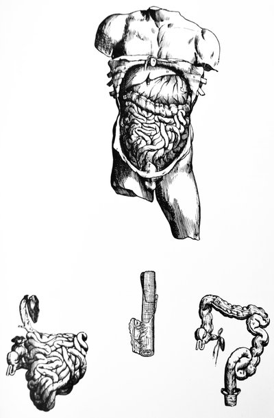 Le tavole dal quinto libro del De Humani Corporis Fabrica da Andreas Vesalius