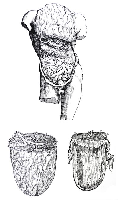 Le tavole del quinto libro del De Humani Corporis Fabrica da Andreas Vesalius
