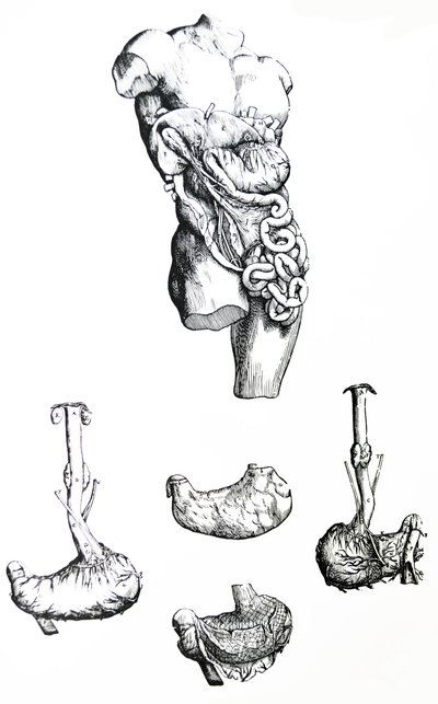 Le tavole del quinto libro del De Humani Corporis Fabrica da Andreas Vesalius