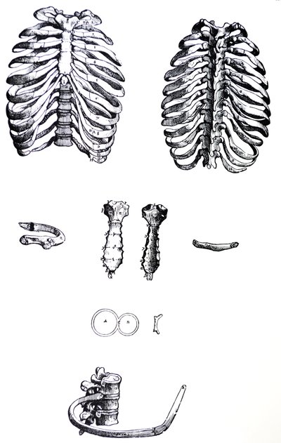 Le tavole del primo libro del De Humani Corporis Fabrica da Andreas Vesalius